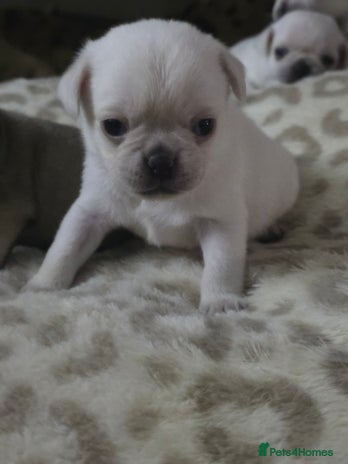 Pug dogs Full breed pugs pups 5 male 1 female - Advert 1