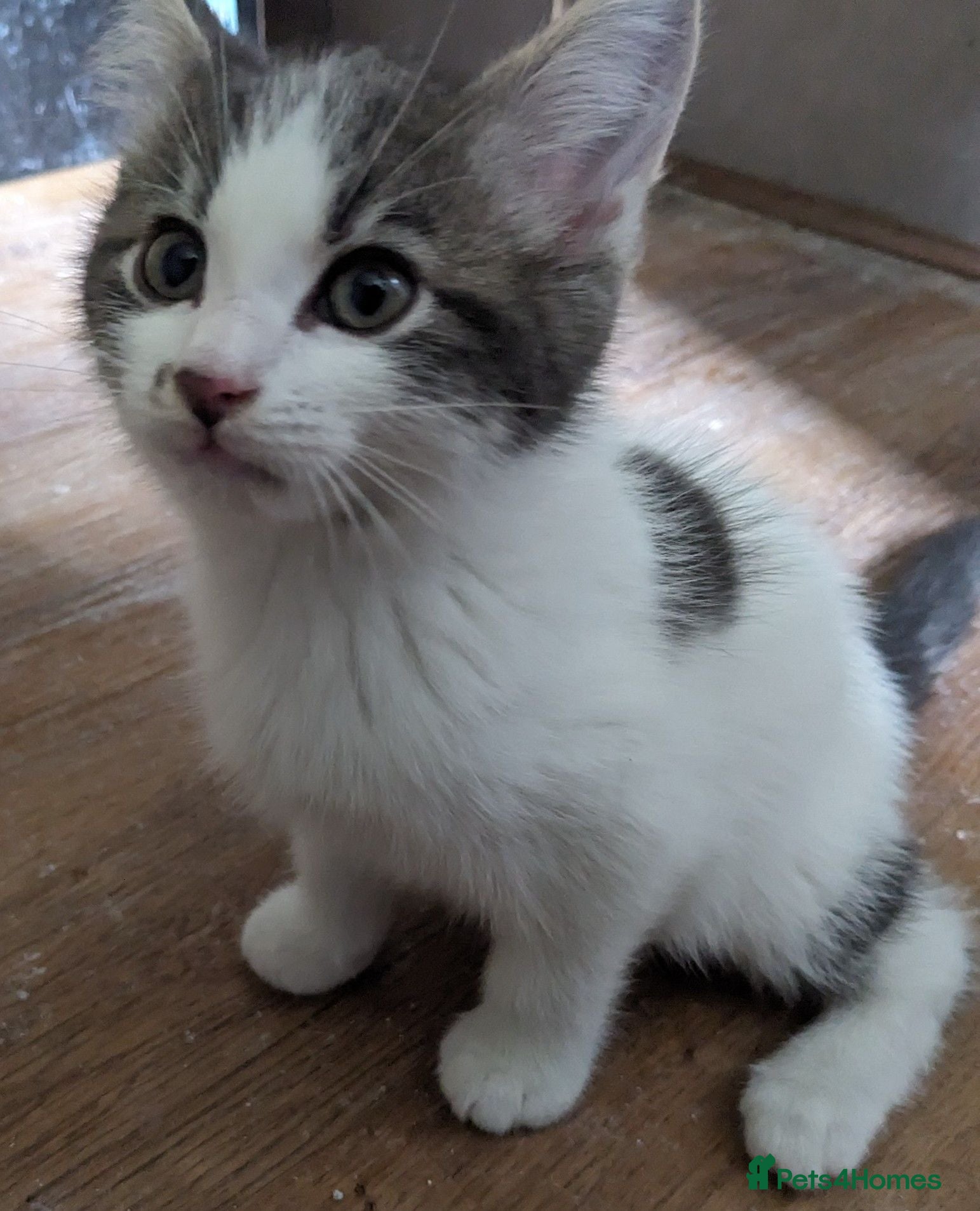 Mixed Breed cats Gorgeous Cuddly Kittens. Quarter Ragdoll  - Advert 18