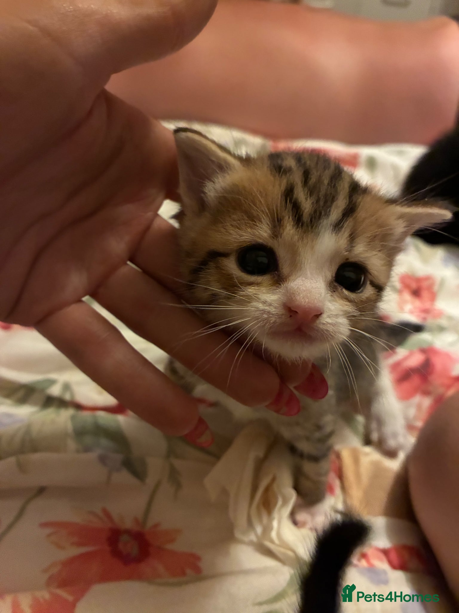 Mixed Breed cats for sale: 5 kittens for rehoming  in Droitwich - Advert 3