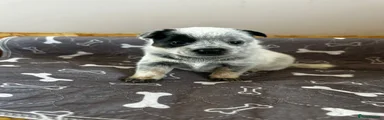 Australian Cattle Dog 6