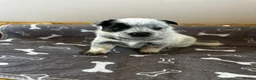 Australian Cattle Dog dogs for sale: Stunning cattle dogs waiting list now open - Advert 11