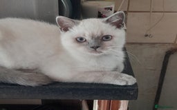 British Shorthair cats for sale: BSH Kitten - Male 5 Mth Old - Lilac Colourpoint - Image 8