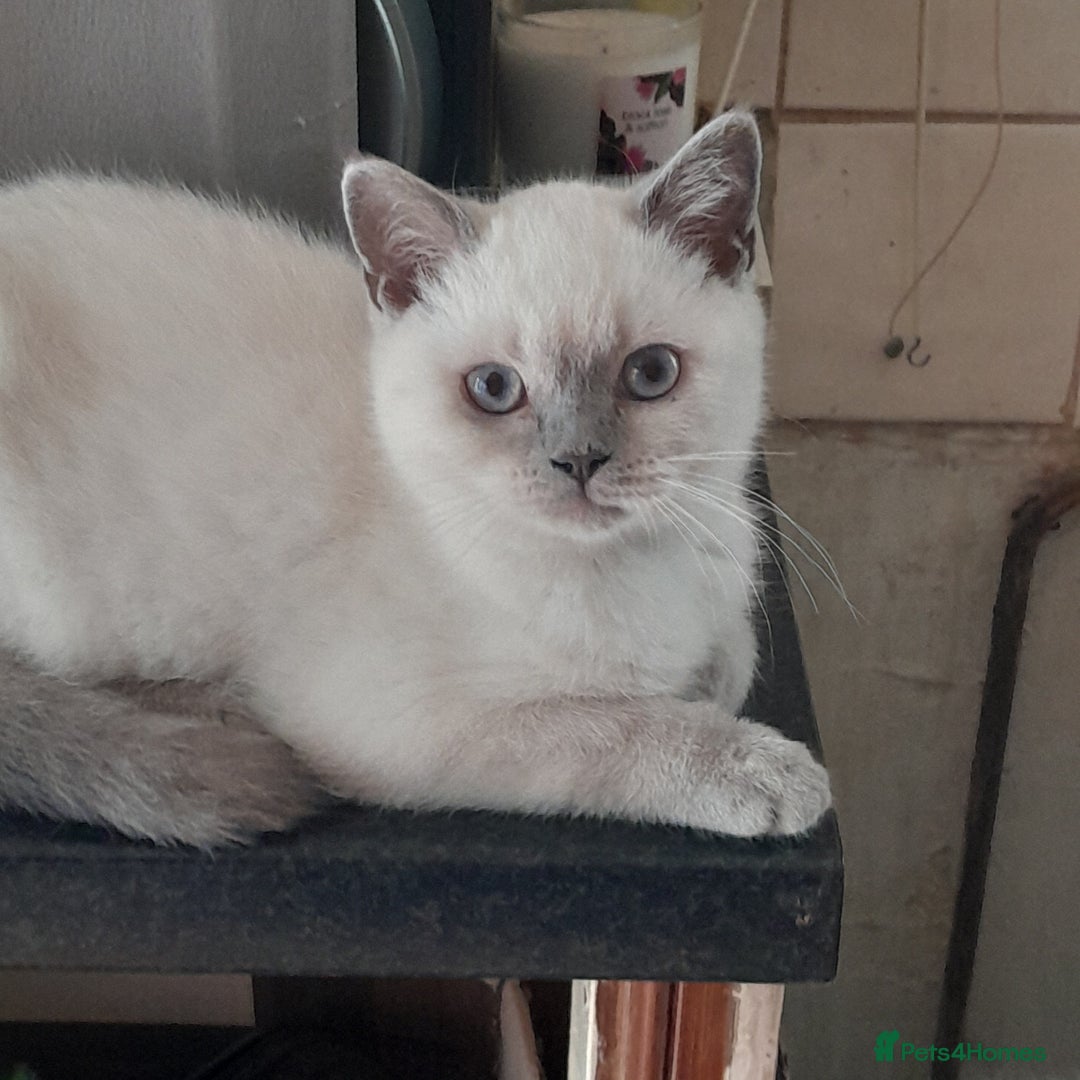 British Shorthair cats for sale: BSH Kitten - Male 5 Mth Old - Lilac Colourpoint - Image 8