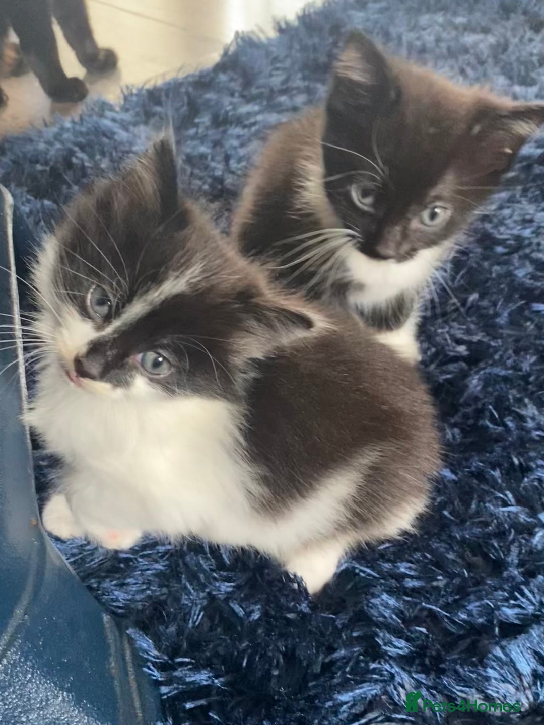 Ragdoll cats for sale: Ragdoll X kittens  - Image 8