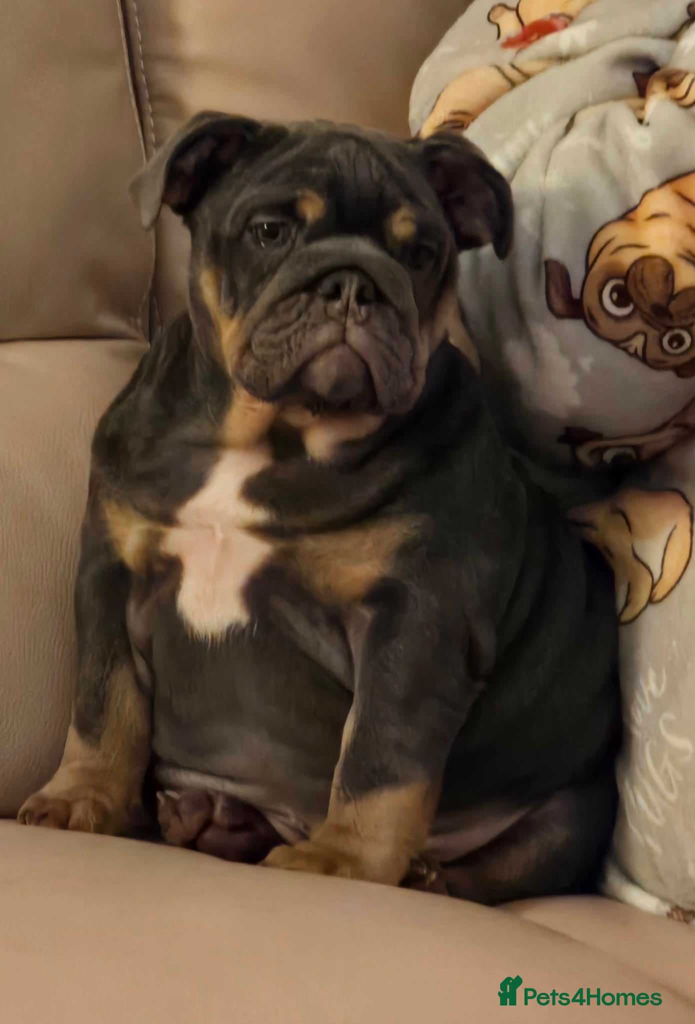 English Bulldog dogs Baby 6 1/2 months old Blue & Tan - Advert 1