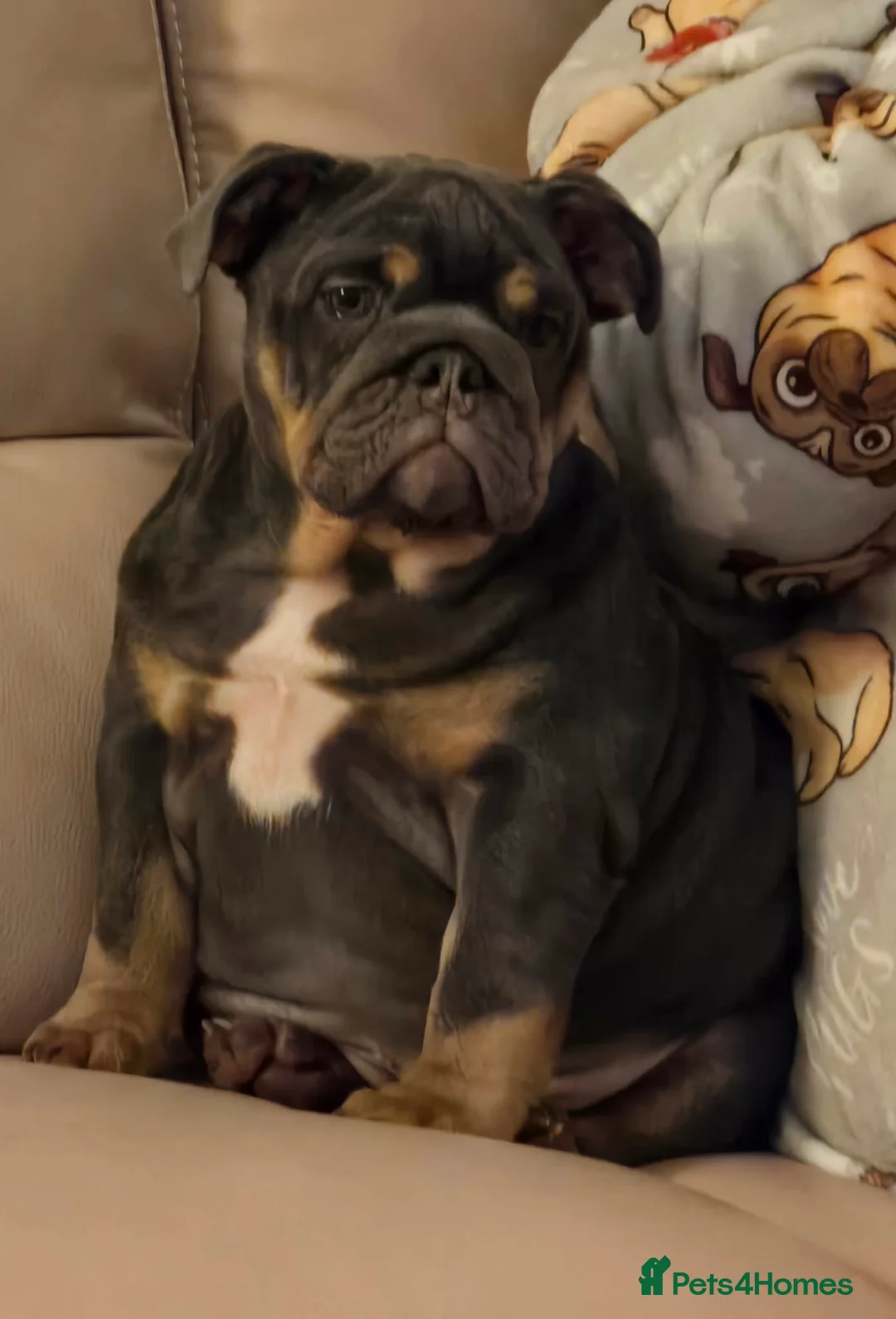 English Bulldog dogs for sale: Baby 6 1/2 months old Blue & Tan in Great Yarmouth - Advert 1