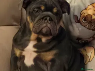 English Bulldog dogs Baby 6 1/2 months old Blue & Tan - Advert 8