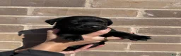 Labrador Retriever dogs for sale: Working black Labrador puppies  in Diss - Advert 6