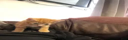Domestic Shorthair cats for sale: Last female ginger kitten - Advert 3
