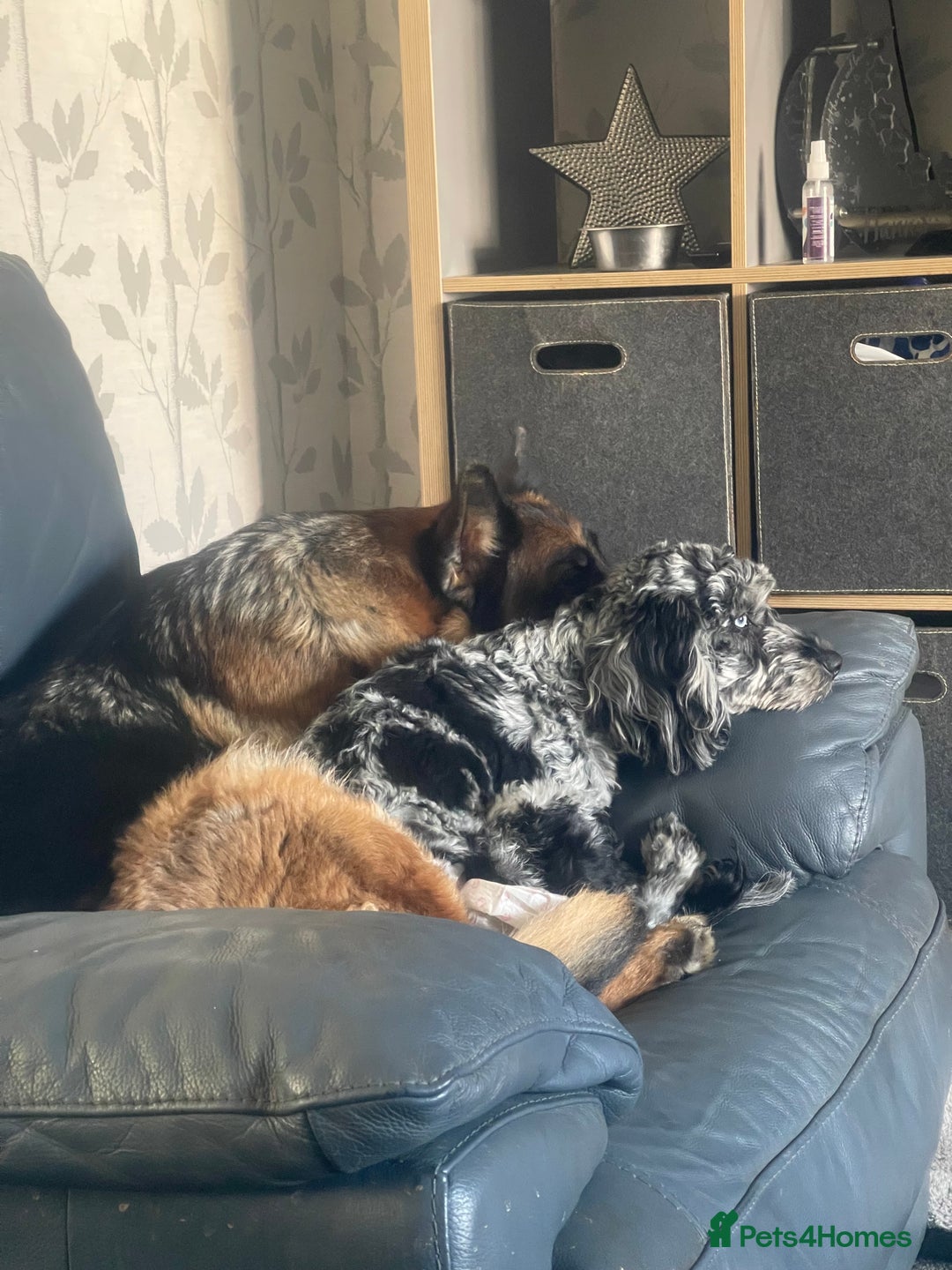 Cockapoo dogs for sale: Ready Now Beautiful Cockapoo pups £1000 in Wolverhampton - Image 6
