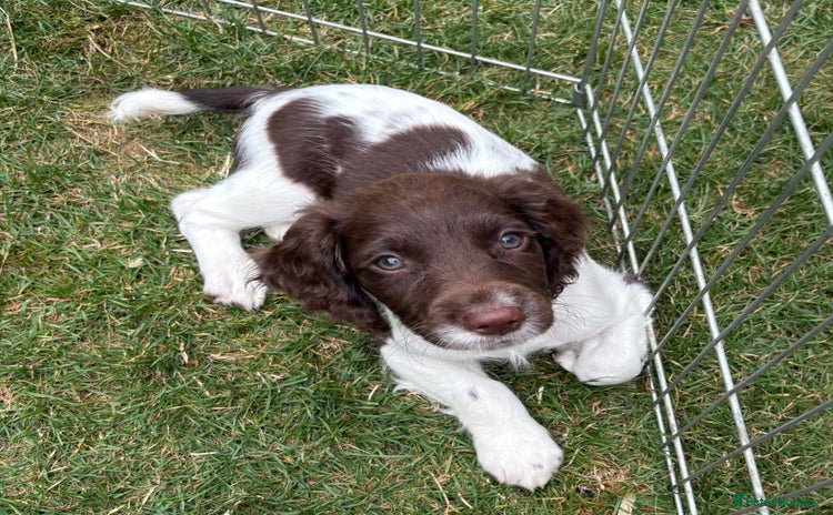 English Springer Spaniel dogs - Advert 3