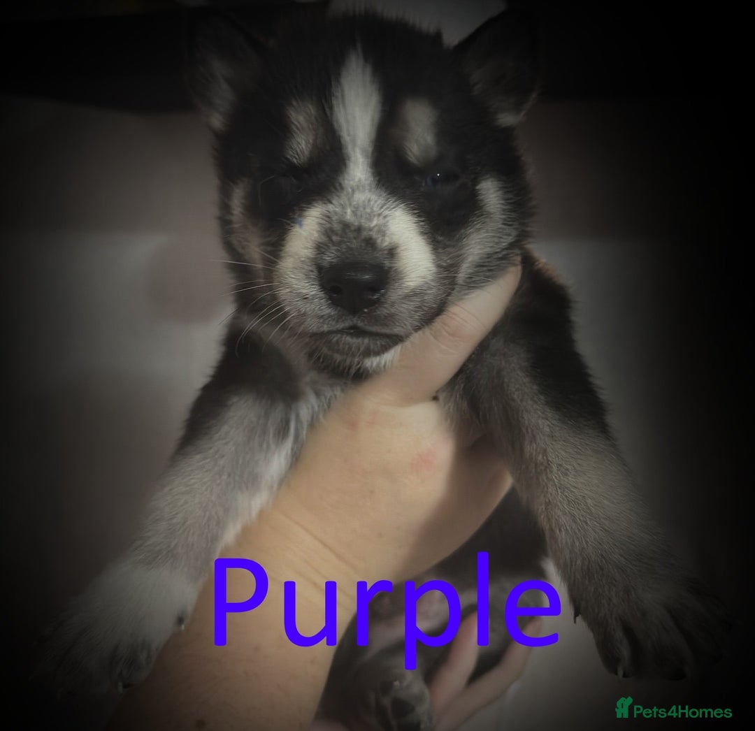 Shepsky dogs for sale: Siberian husky hybrid pups - Image 11