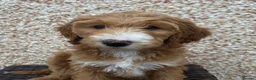 Goldendoodle dogs for sale: 🤎🐶STANDARD GOLDEN/DOUBLEDOODLE PUPPIES🐶🤎 - Advert 9