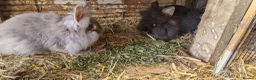 Lionhead rabbits for sale: Cute fluffy friendly lionhead babies-2boys left - Advert 15