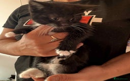 Mixed Breed cats for sale: 6 kittens for sale - Image 8