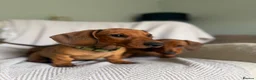 Miniature Dachshund dogs for sale: Last one KCreg Miniature dachshunds red&shaded red - Advert 7