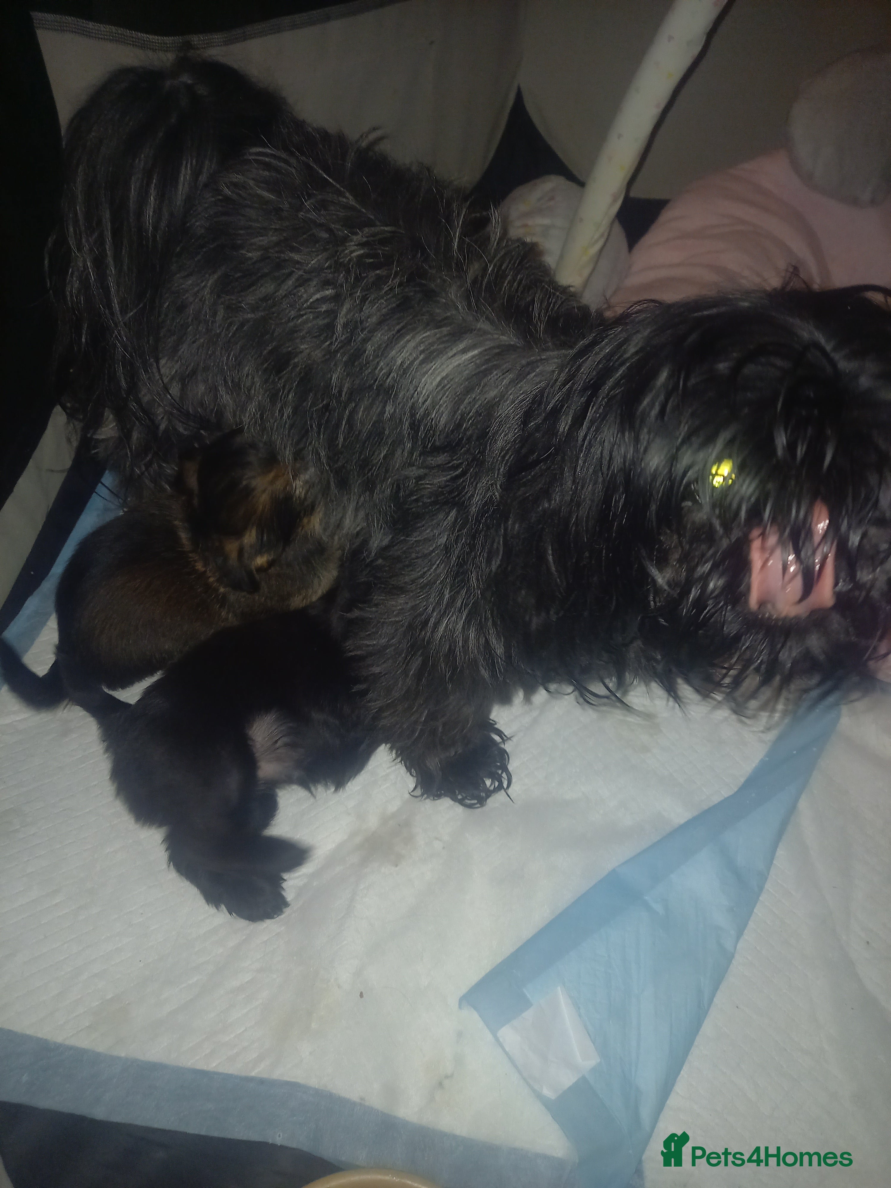 Shorkie dogs Beautiful shorkie babies  - Advert 1