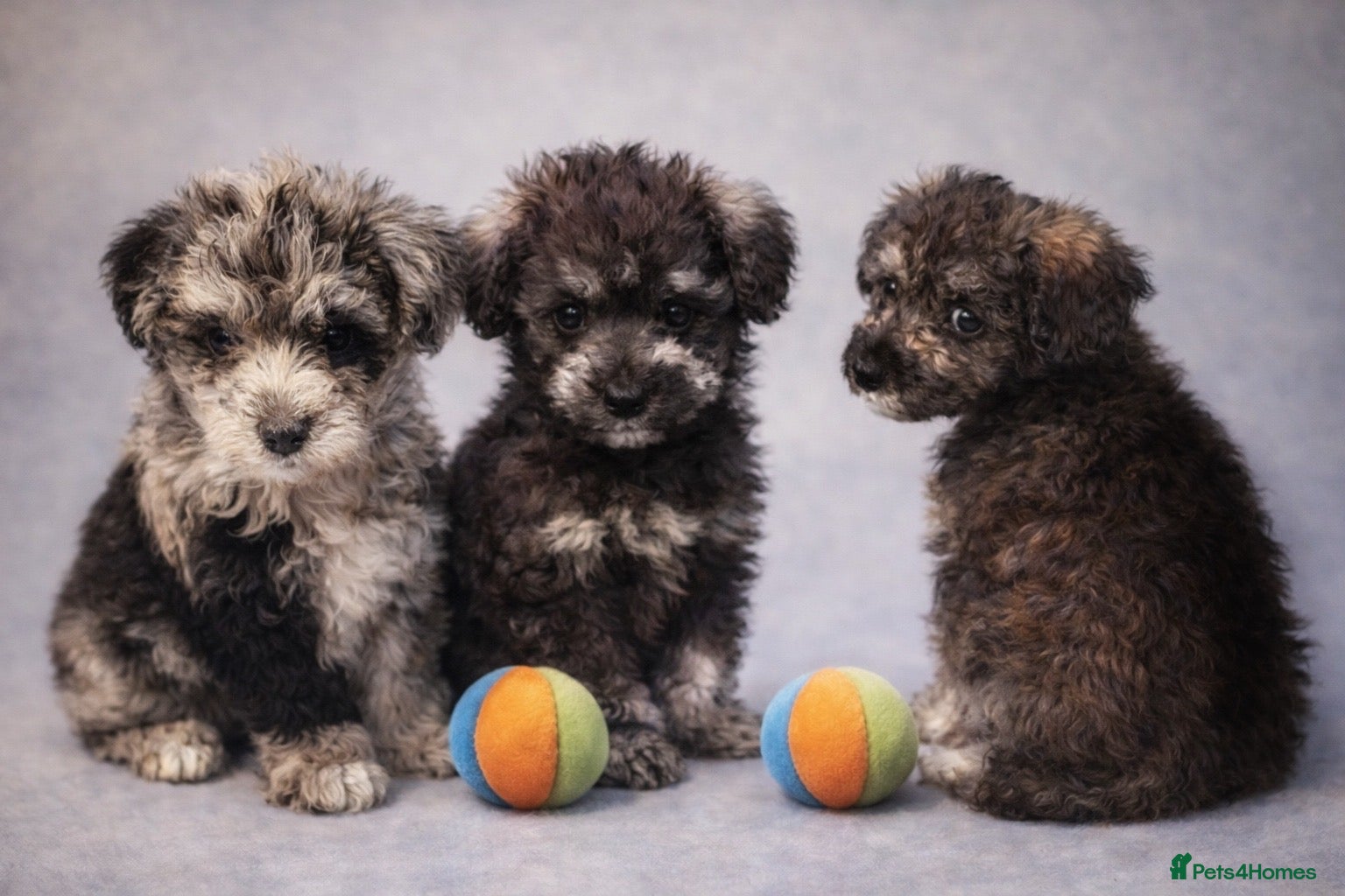 Mixed Breed dogs Rare Toy Schnoodles  - Advert 6