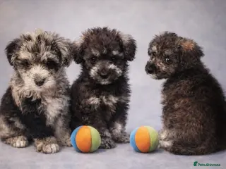 Mixed Breed dogs Rare Toy Schnoodles - Advert 6