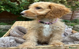 Cockapoo dogs for sale: Cockapoo Puppies 🩷🩷 - Image 3