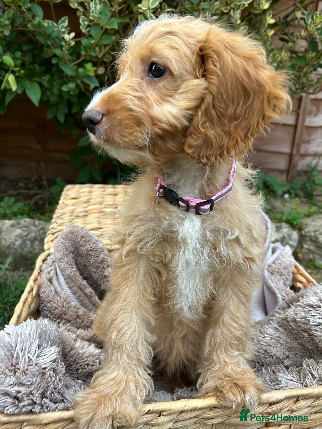 Cockapoo dogs for sale: Cockapoo Puppies 🩷🩷 - Image 3