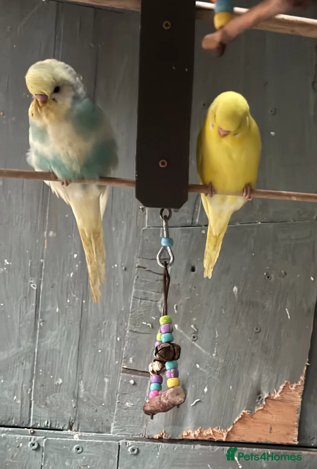 Budgerigars birds for sale: Baby budgies - Advert 2