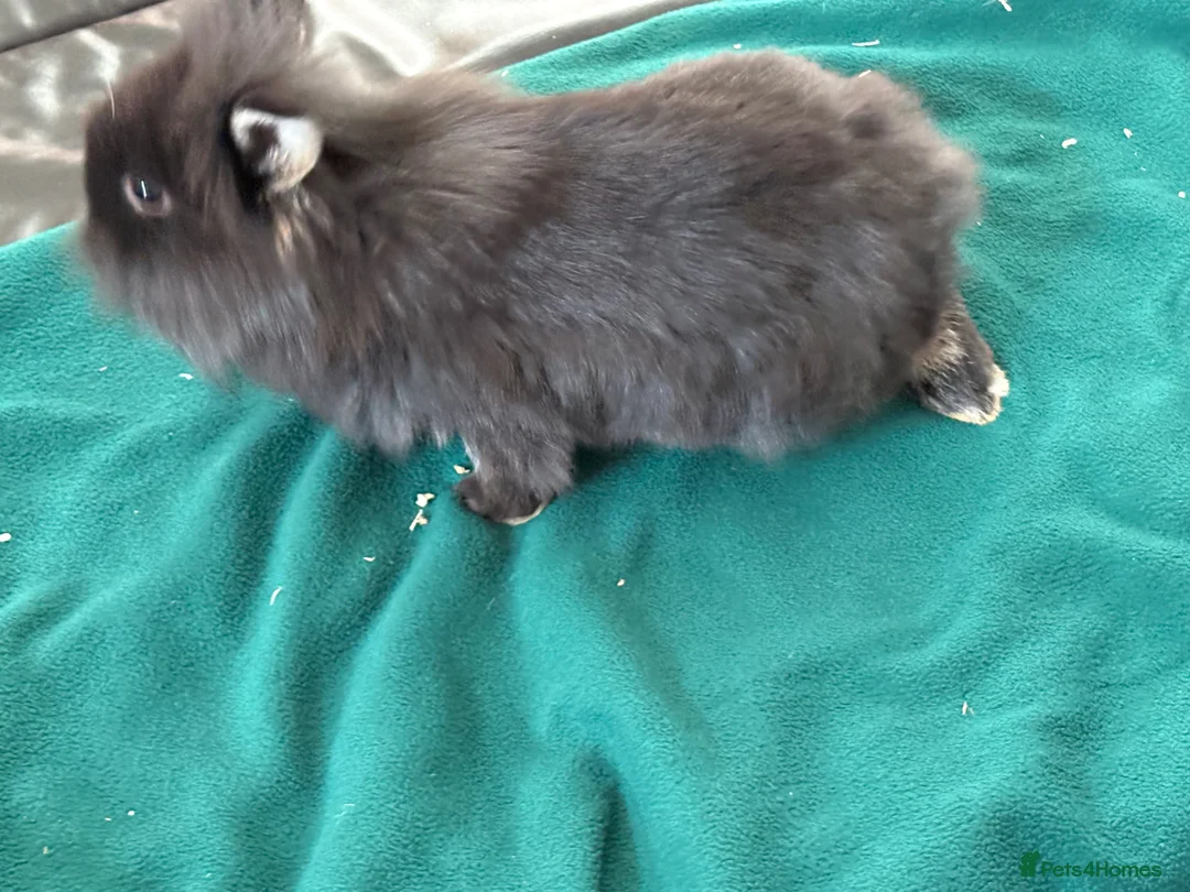 Mixed Breed rabbits for sale: 3 boys for sale  - Advert 7