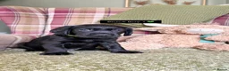 Cockerdor dogs for sale: GORGEOUS COCKERDOR PUPPIES💛🖤 - Advert 13