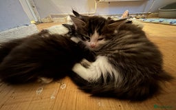 Mixed Breed cats for sale: 3 adorable kittens  - Image 3