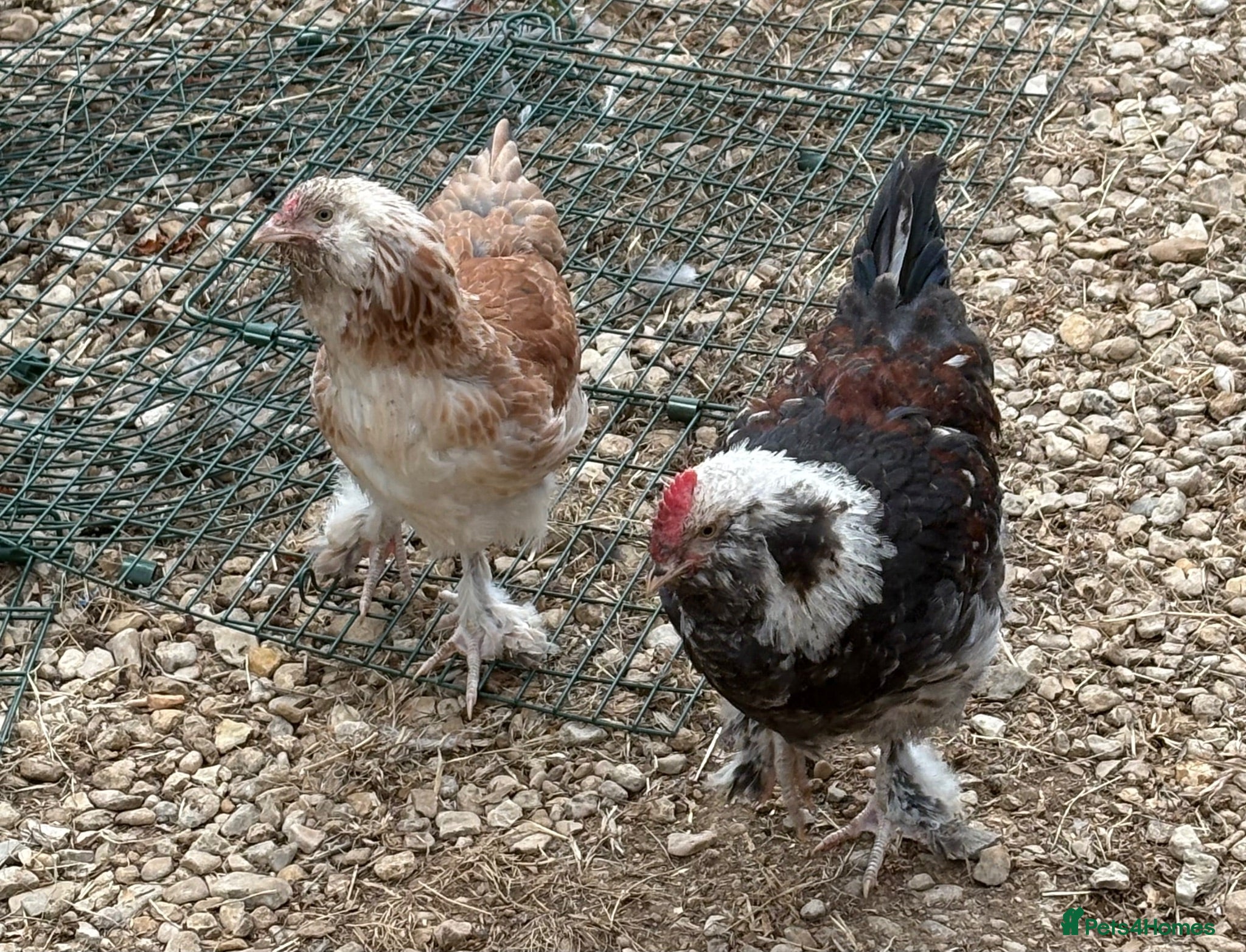 Chickens poultry Salmon Faverole trio and pair for sale - Advert 1