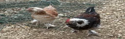 Chickens poultry for sale: Salmon Faverolle trio and pair for sale - Advert 1