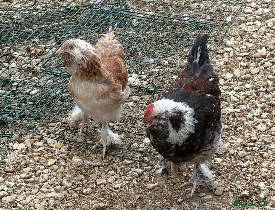 Chickens poultry for sale: Salmon Faverolle trio and pair for sale - Advert 1