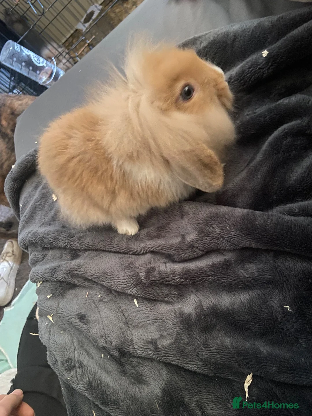 Mixed Breed rabbits for sale: Mini lop x lion head in Mansfield - Advert 2