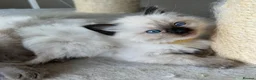 Ragdoll cats for sale: Pedigree boys and girls  - Advert 4