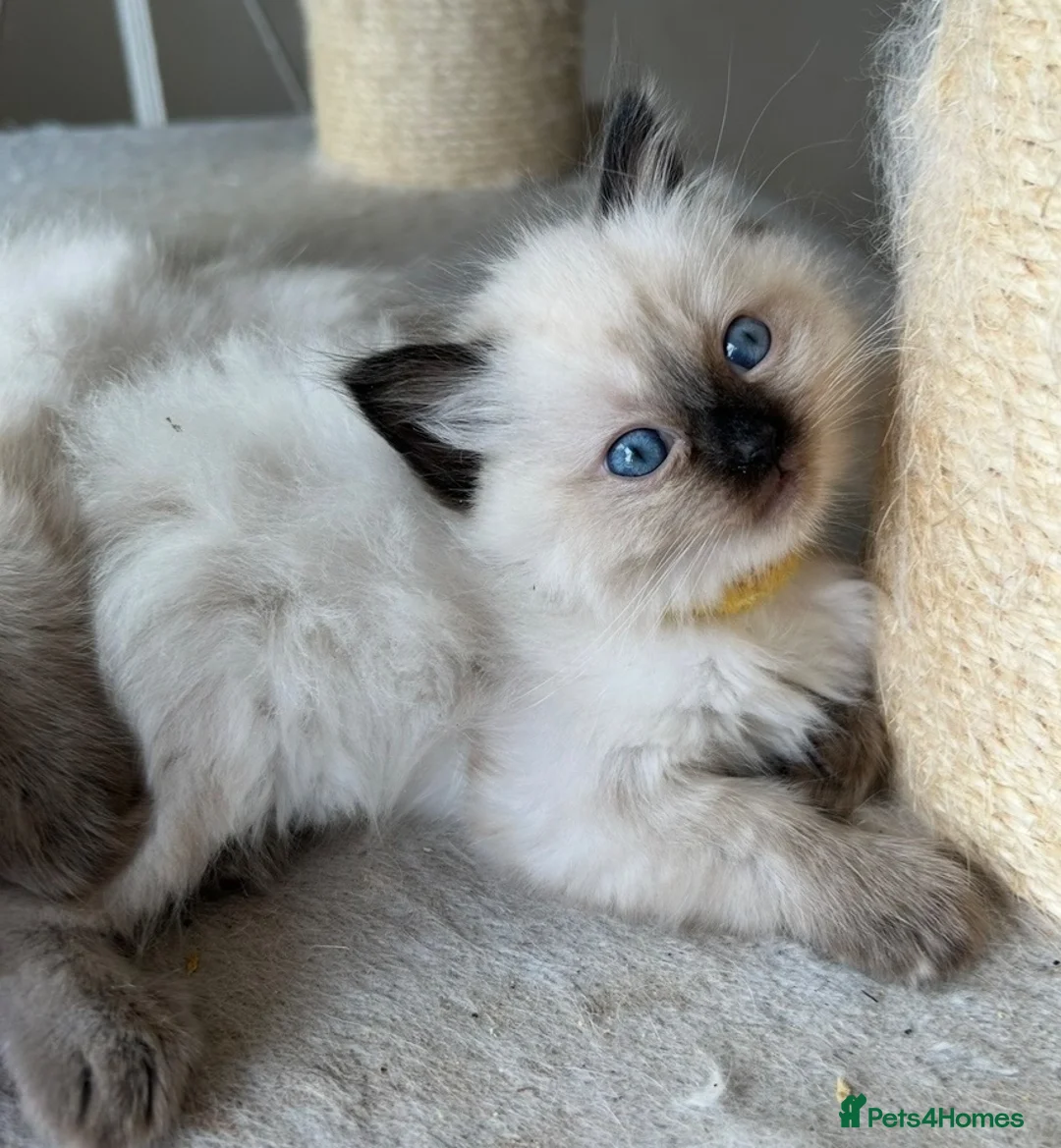 Ragdoll cats for sale: Pedigree boys and girls  - Advert 4