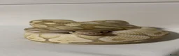 Python Snake reptiles for sale: Ball python for adoption to experienced home in London - Advert 3