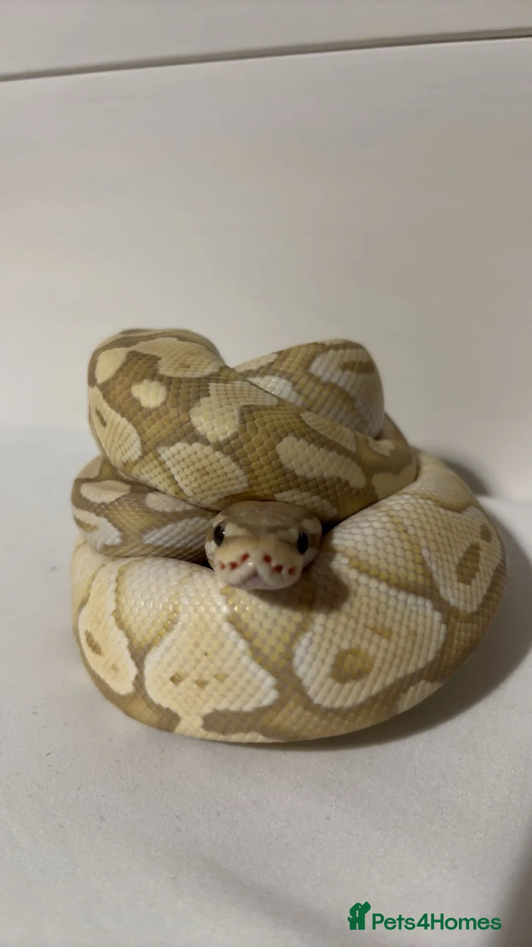 Python Snake reptiles for sale: Ball python for adoption to experienced home in London - Advert 3
