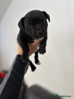 Staffordshire Bull Terrier dogs Adorable KC champion bred black staffy puppy's - Advert 2