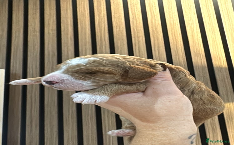 Double Doodle dogs - Advert 1