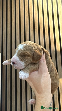 Double Doodle dogs - Advert 1