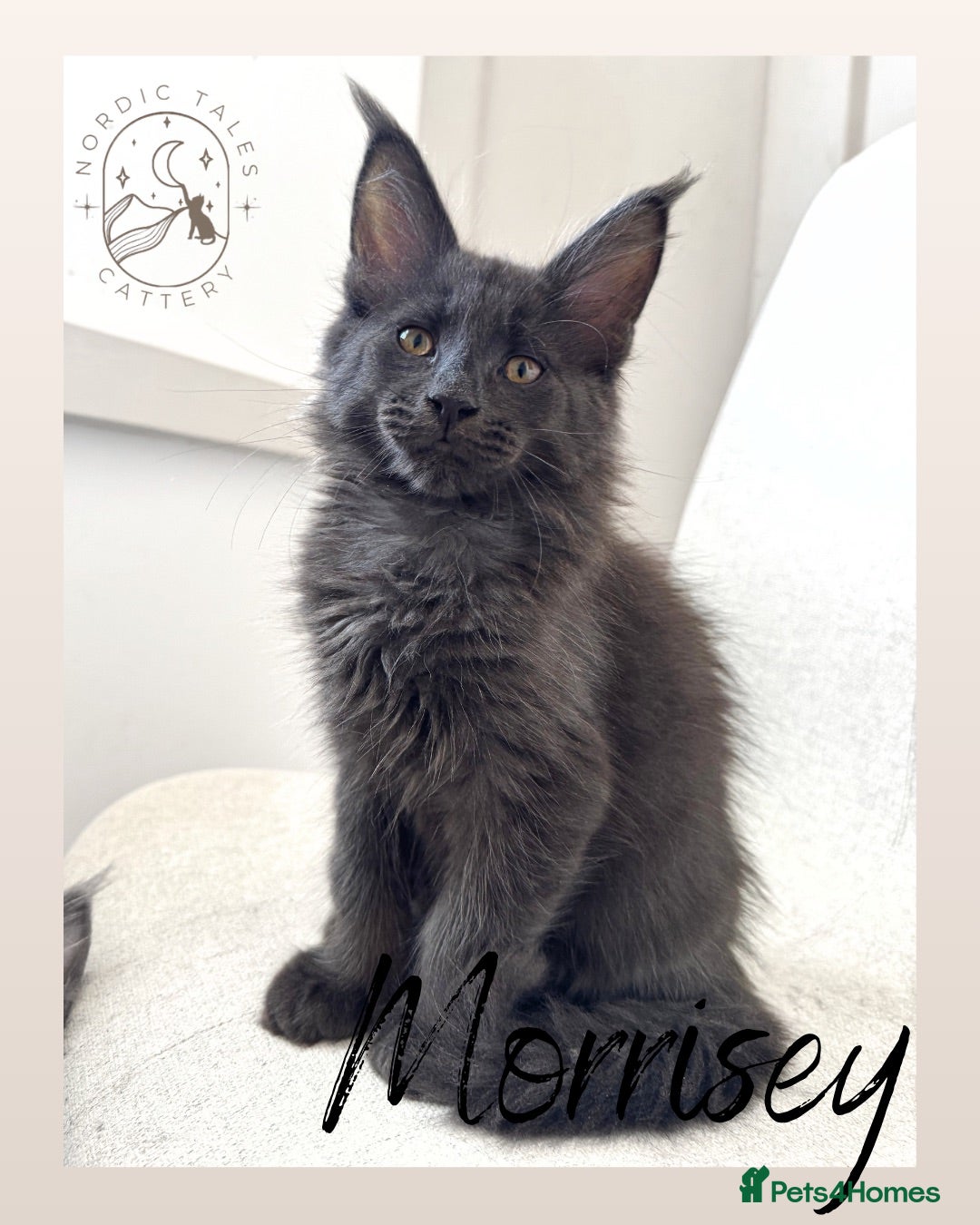 Maine Coon cats Stunning TICA Solid Blue & Smoke Pedigree Kittens  - Advert 1
