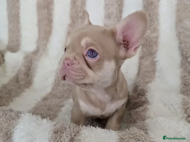 French Bulldog dogs Stunning liter of French Bulldog Puppies available - Advert 9