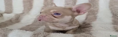 French Bulldog 3