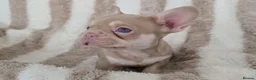 French Bulldog dogs for sale: Stunning liter of French Bulldog Puppies available in Plymouth - Advert 1