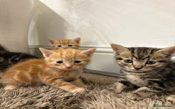Mixed Breed cats for sale: 5 beautiful kittens for sale !! - Image 2