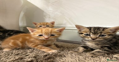 Mixed Breed cats - Advert 6