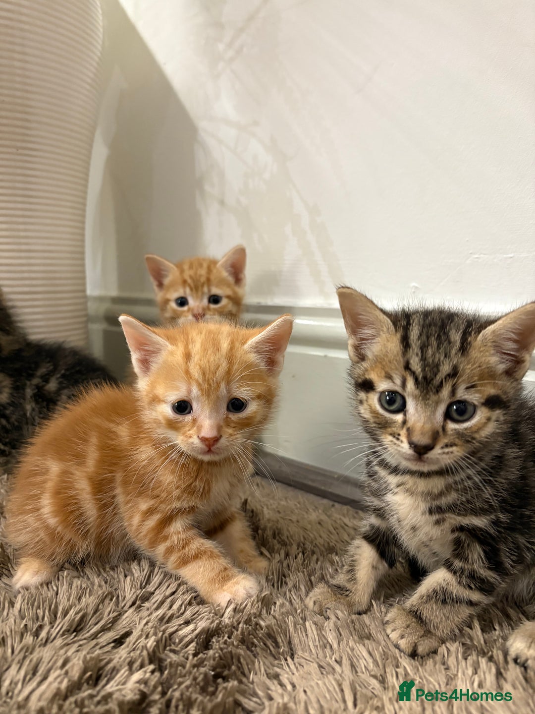 Mixed Breed cats for sale: 5 beautiful kittens for sale !! - Image 2