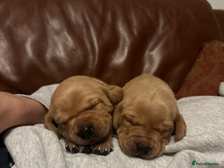 Labrador Retriever dogs - Advert 13