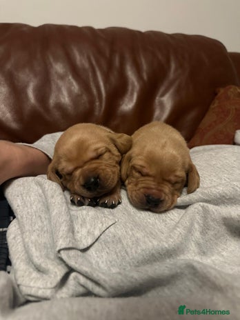 Labrador Retriever dogs - Advert 1