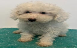 Cavapoo dogs for sale: 🐾 Beautiful F1B Cavapoo Puppies — Ready Now 🐾 - Image 9